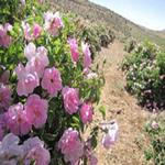 دانلود طرح توجیهی پرورش گل محمدی - طرح توجیهی احداث باغ گل محمدی  همراه با فایل pdf و  word