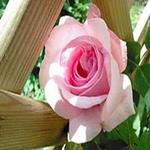 طرح توجیهی گلخانه هیدروپونیک گل رز