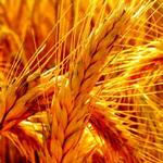 طرح توجیهی کشت گندم و کلزا به مساحت 100 هکتار