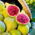 طرح توجیهی انجیر دیم-طرح توجیهی احداث باغ انجیر (دیم)