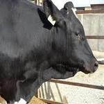 طرح توجیهی پرواربندی گوساله 100 راسی