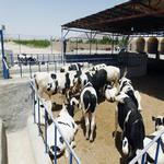 طرح توجیهی گوساله پرواری 25 راسی نگارش بهمن 96 برای سایت کارا