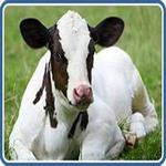 طرح توجیهی گوساله پرواری 50 راسی نگارش بهمن 96 برای سایت کارا