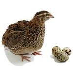 طرح توجیهی پرورش بلدرچین 5000 قطعه ای مخصوص سامانه کارا نگارش بهمن 96