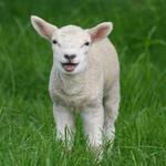 طرح توجیهی بره پرواری 100 راسی مخصوص سامانه کارا