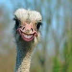 طرح توجیهی پرورش شتر مرغ