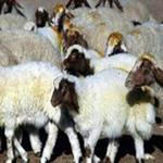 طرح توجیهی پرورش گوسفند و میش  داشتی نگارش سال 97