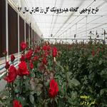 طرح توجیهی گلخانه هیدروپونیک گل رز نگارش سال 97 -طرح توجیهی گلخانه هیدروپونیک doc