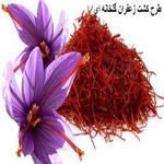 طرح و ایده کشت زعفران گلخانه ای - مقدمات کشت گلخانه ای زعفران (بدون خاک)