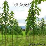 طرح پرورش پالونیا (پائولونیا) سریع الرشدترین درخت دنیا - آیا پالونیا سود آور است؟