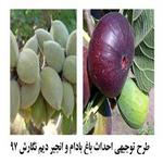 طرح توجیهی احداث باغ بادام و انجیر دیم - طرح توجیهی انجیر و بادام دیم نگارش سال 97