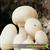 دوره تخصصی پرورش قارچ دکمه ای خوراکی