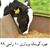 جیره گوساله پرواری 10 رأسی سال 99